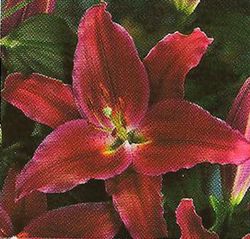 Bulbs lillium Oriental