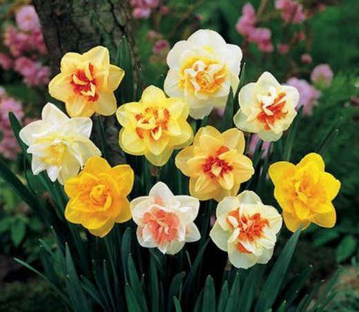 Bulbos Narcisos Dobles