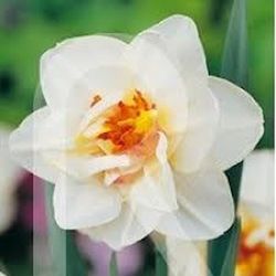 Bulbos Narcisos Dobles