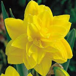 Bulbos Narcisos Dobles