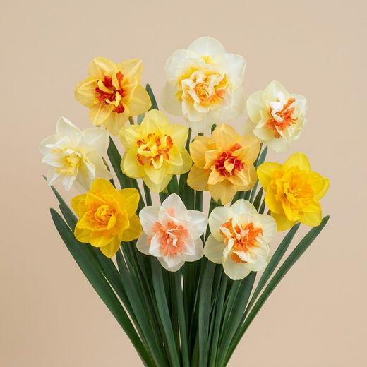 Bulbes de jonquilles doubles