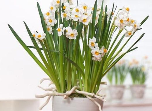 Bulbos Narcisos Tazetta
