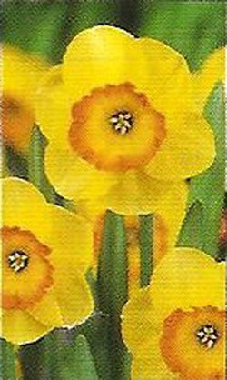 Bulbos Narcisos Trompeta