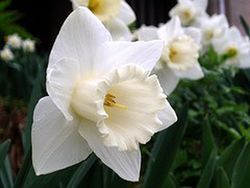 Bulbos Narcisos Trompeta