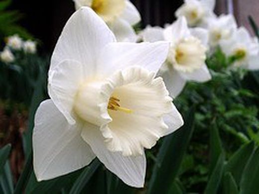 Bulbos Narcisos Trompeta