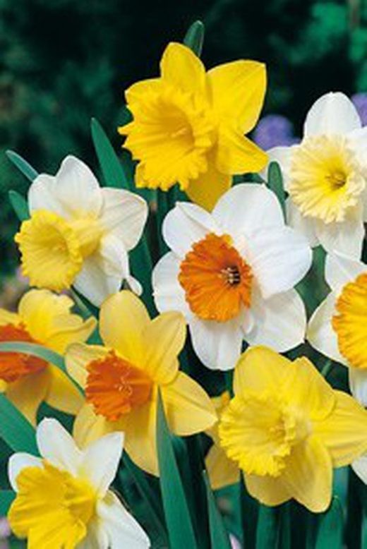 Bulbos Narcisos Trompeta