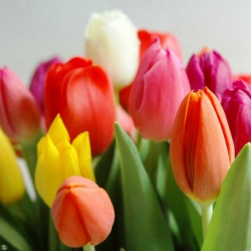 Bulbos Tulipanes Botánicos Mezcla Floresfrescasonline