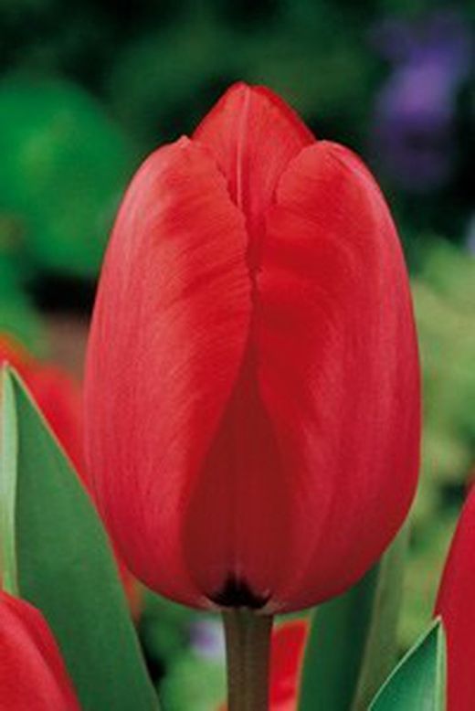 Bulbos Tulipanes Darwin