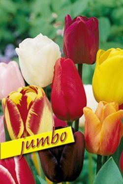 Bulbos Tulipanes Darwin