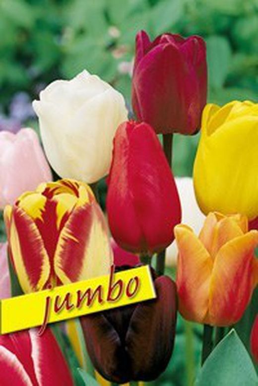 Bulbos Tulipanes Darwin