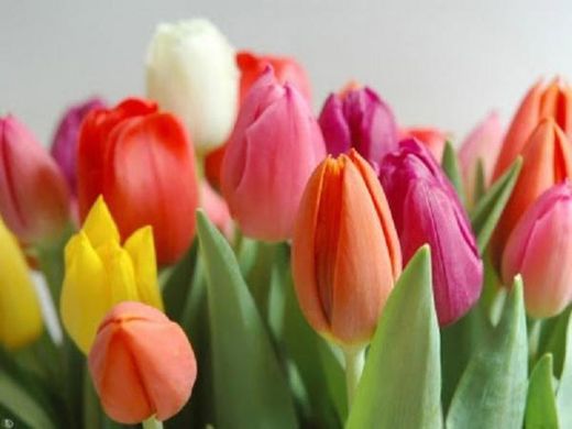 Bulbos Tulipanes Darwin