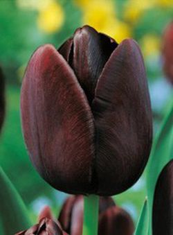 Bulbos Tulipanes Darwin