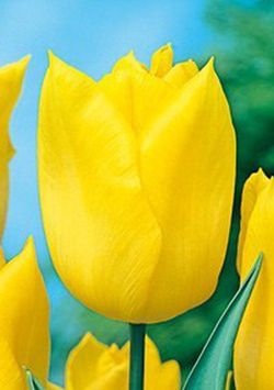 Bulbos Tulipanes Darwin