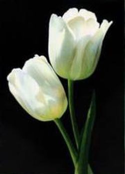 Bulbos Tulipanes Darwin