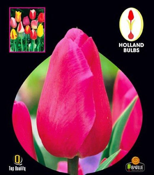 Bulbos Tulipanes Darwin