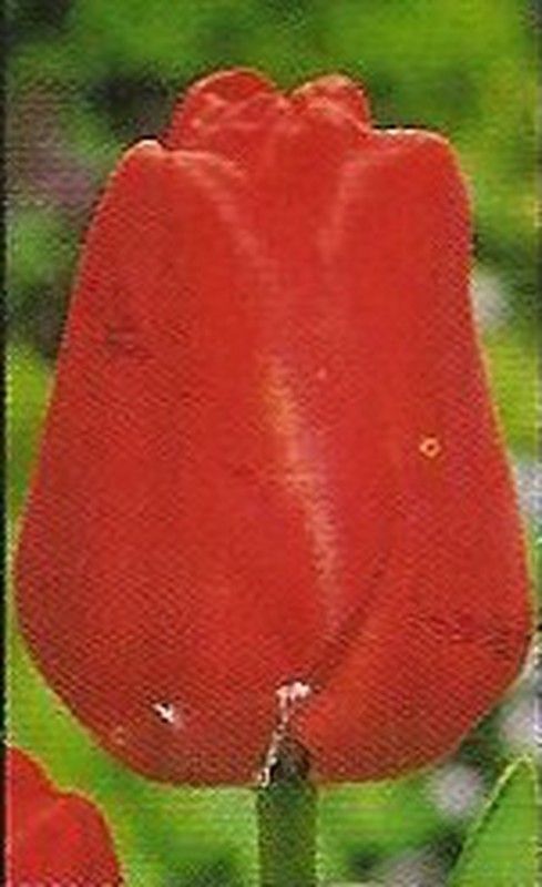 Bulbos Tulipanes Darwin