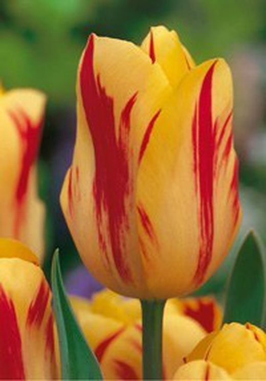 Bulbos Tulipanes Darwin