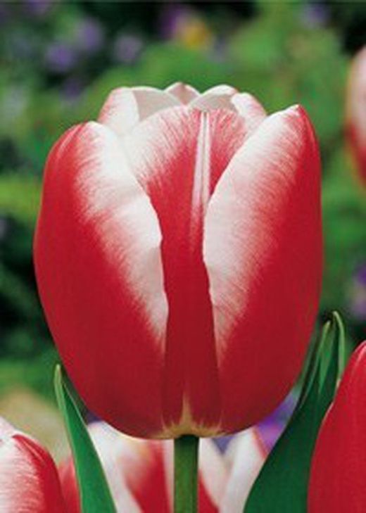 Bulbos Tulipanes Darwin