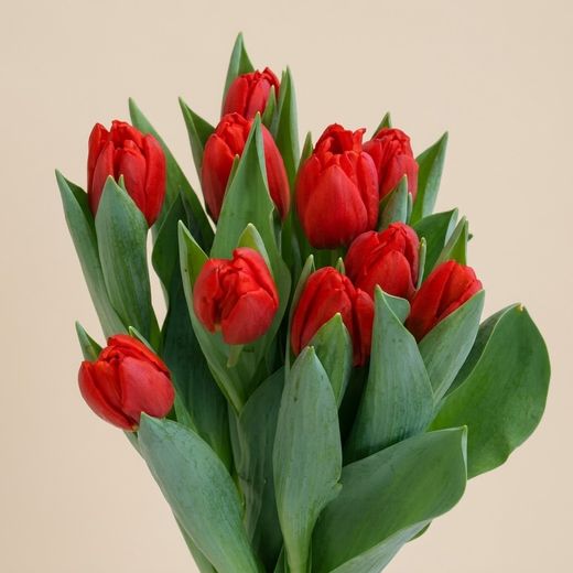 Bulbes de tulipes Darwin