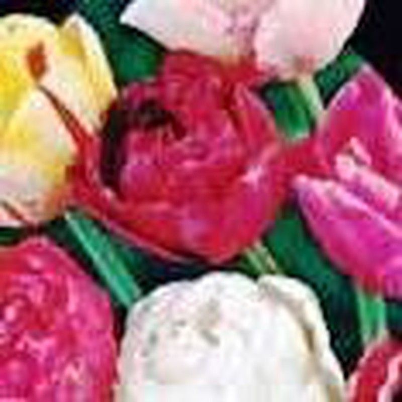 Tulipanesbulbos Home Facebook Tulipanesbulbos Home Facebook