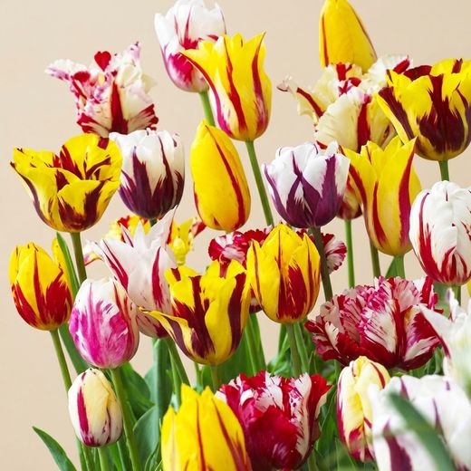 Bulbes de tulipes Rembrandt