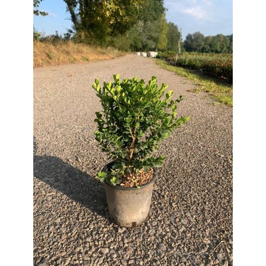 Buxus microphylla Faulkner '