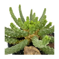 Euphorbia Inermis Espina de Diable