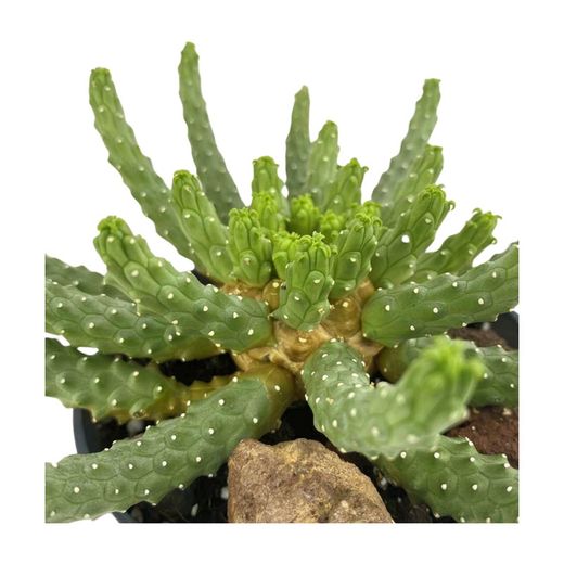 Euphorbia Inermis Espina de Diable