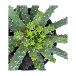 Euphorbia Inermis Espina de Diable