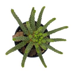Euphorbia Inermis Espina de Diable
