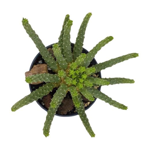 Euphorbia Inermis Espina de Diable