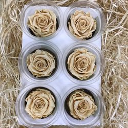 Caps de Roses Preservades 6 uts.