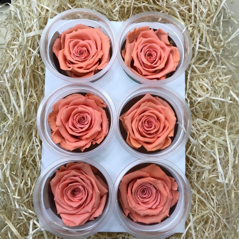 Cabezas de Rosas Preservadas 6 uds. Amarillo