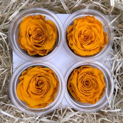 Caps de Roses Preservades 6 uts.