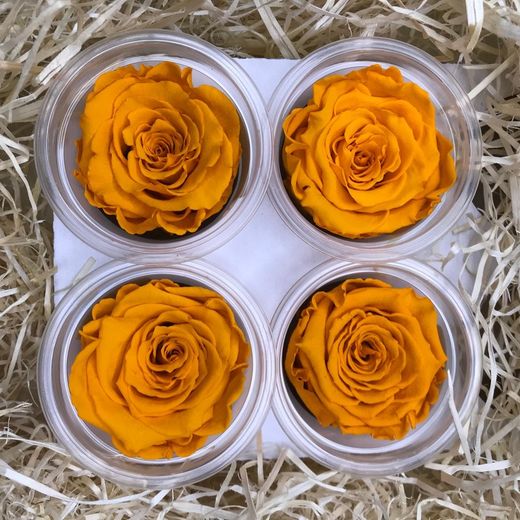 Caps de Roses Preservades 6 uts.