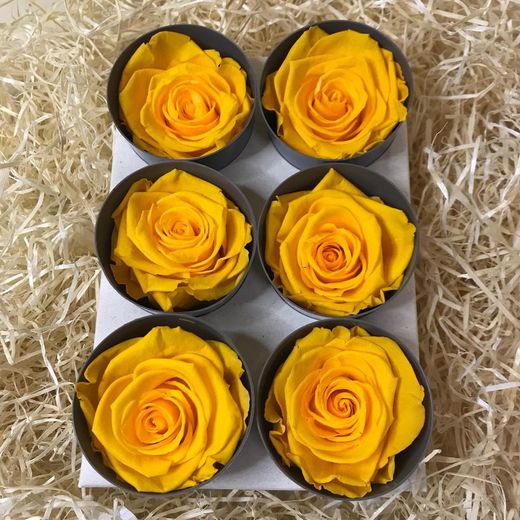 Caps de Roses Preservades 6 uts.