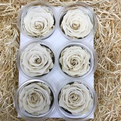 Caps de Roses Preservades 6 uts.