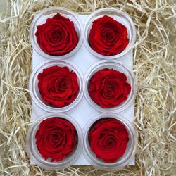 Caps de Roses Preservades 6 uts.