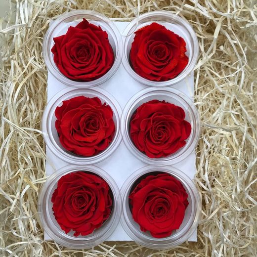 Caps de Roses Preservades 6 uts.