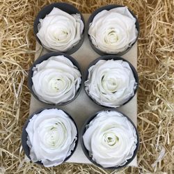 Caps de Roses Preservades 6 uts.