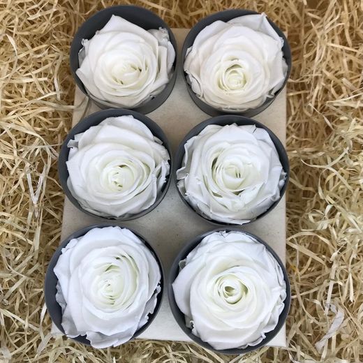 Caps de Roses Preservades 6 uts.