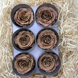 Caps de Roses Preservades 6 uts.