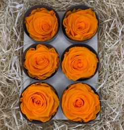 Caps de Roses Preservades 6 uts.