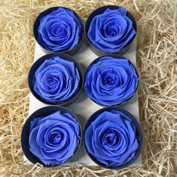 Caps de Roses Preservades 6 uts.