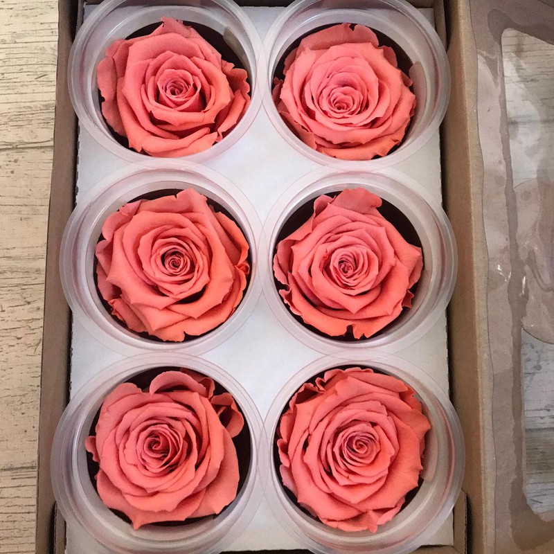 Cabezas de Rosas Preservadas 6 uds. — Floresfrescasonline