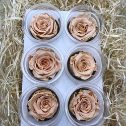 Caps de Roses Preservades 6 uts.