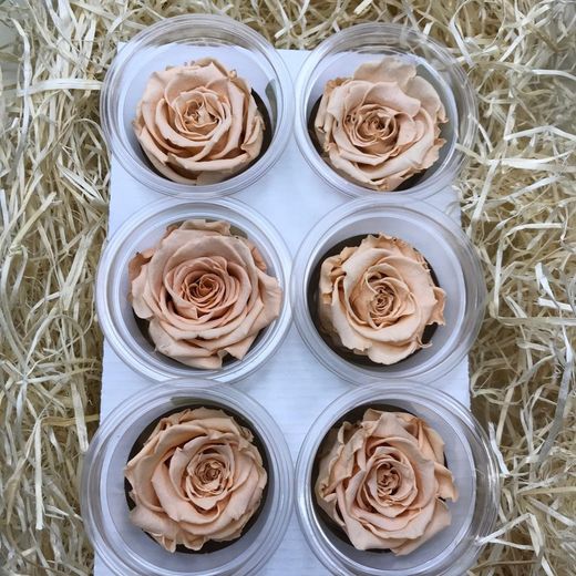 Caps de Roses Preservades 6 uts.