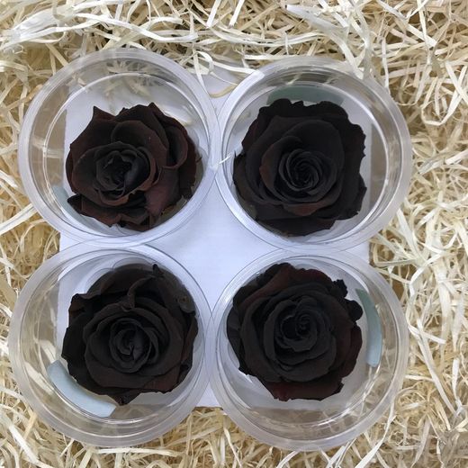 Caps de Roses Preservades 6 uts.