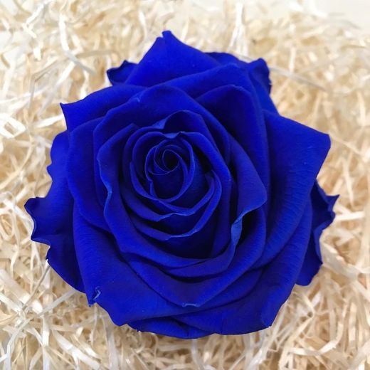 Caps de Roses Preservades XL