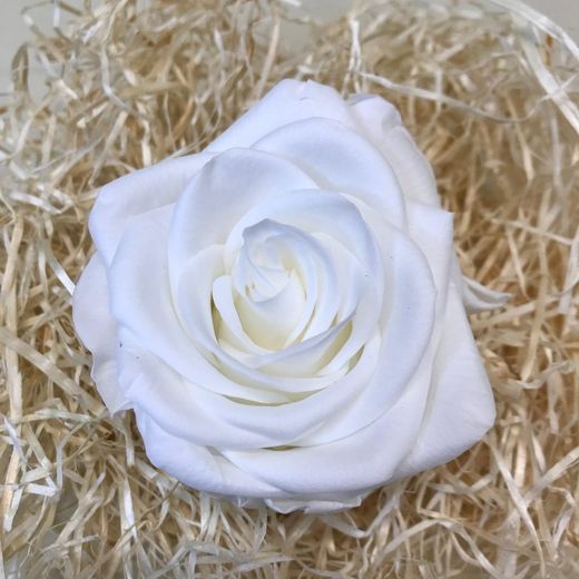 Caps de Roses Preservades XL